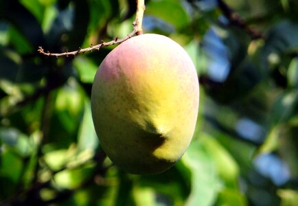 Fruit dharwad india