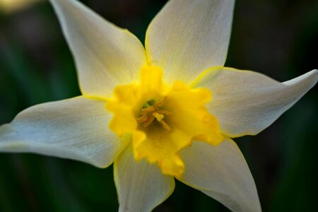 Close-Up daffodil focus photo