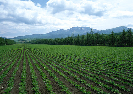 Rows of soy plants in a cultivated farmers field photo