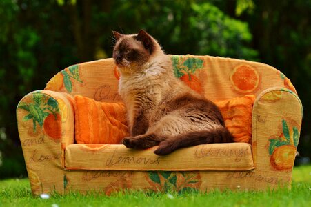 British shorthair thoroughbred fur