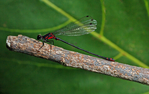 The Pacific Hawaiian Damselfly