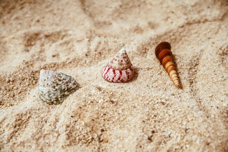Seashells By The Seashore