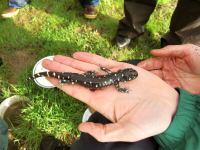 California Tiger Salamander photo