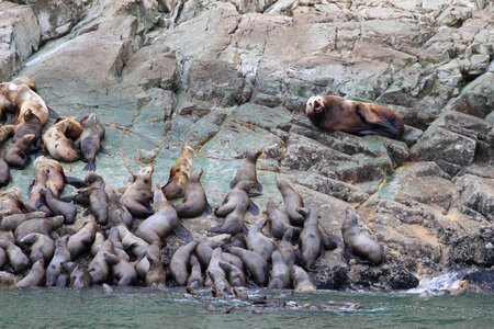 Marine aquatic wildlife