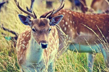 Animal antler beautiful photo photo