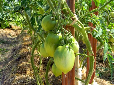 Food vegetarianism vegetables