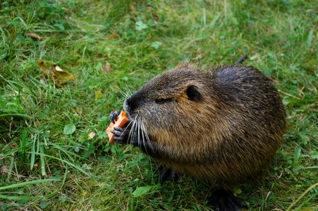 Nager rodent coypu photo