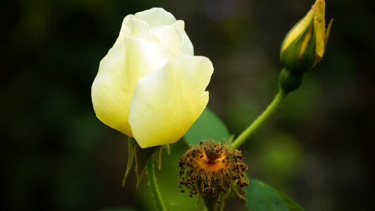 Beautiful Flowers biology bloom photo