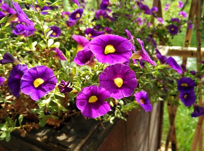 Purple garden properties