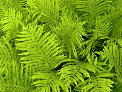 Fern leaves fern plants texture photo
