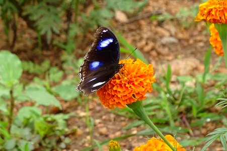 Animal arthropod beautiful flowers