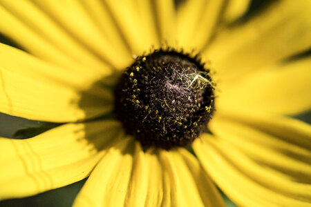 Macro of yellow flower with detailed core