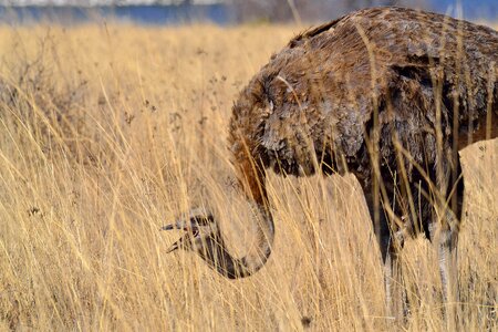 Female ostrich south africa africa photo