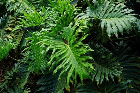 Huge exotic tree philodendron