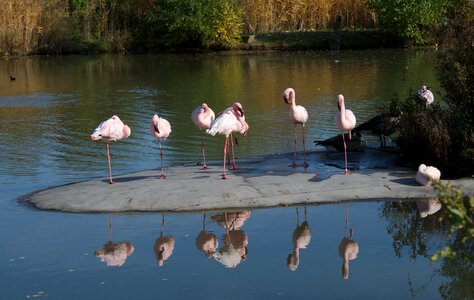 Flamingos water bird bird