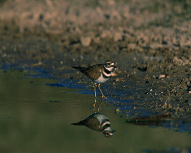 Killdeer-1 photo