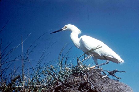 Background egret Egretta thula