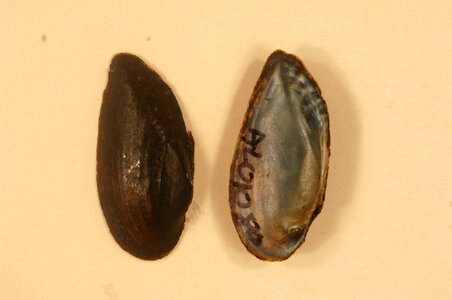 Medionidus acutissimus-1