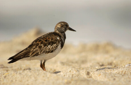 Ruddy Turnstone-1