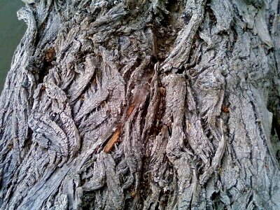 Ancient close-up tree