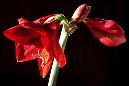 Flower plant botany photo