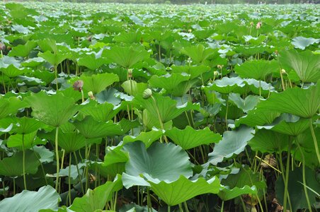 Flowers lotus leaf green leaf photo