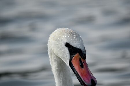 Head side view swan