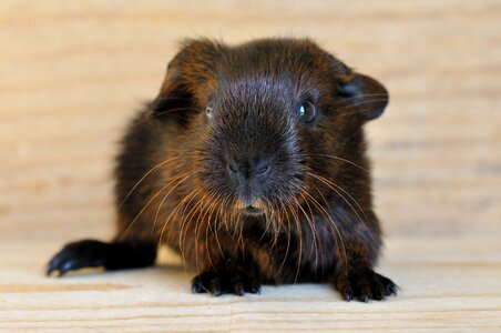Gold agouti sweet rodents