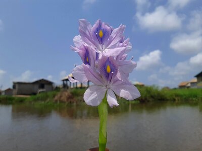 Flower nature plant photo