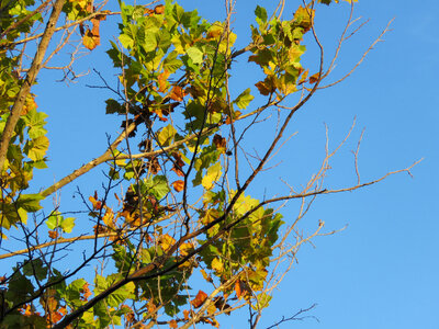 Trees and Leaves photo