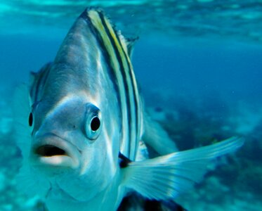 Fishing sea ocean