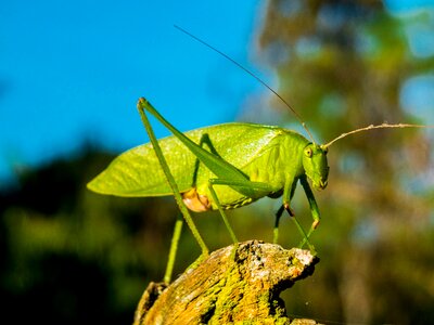 Insect close up green photo