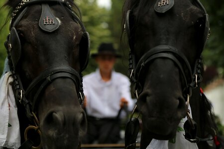 Animals horses harness photo