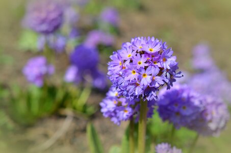 Bloom primrose purple