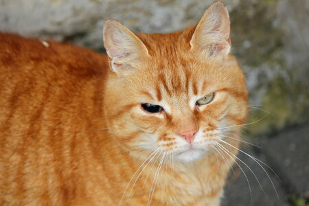 One eye blinded cat