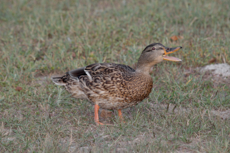 Grass mallard natural habitat