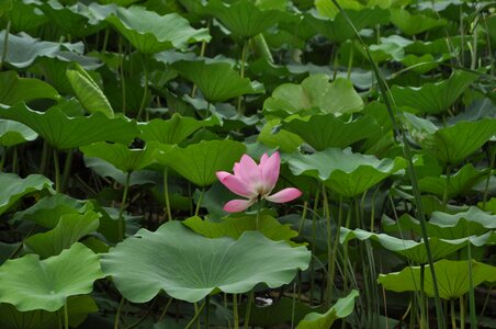 Flowers lotus leaf green leaf