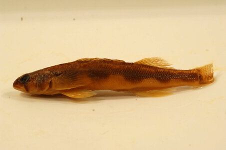 Percina maculata-1