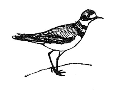 Art bird Charadrius vociferus