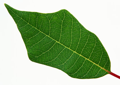 A beautiful green leaf. Isolated over white photo