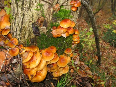 Pholiota nameko mushroom photo