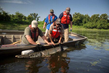 Alligator gar-1 photo