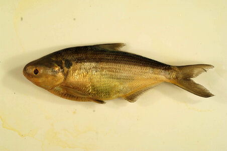 Dorosoma cepedianum-1