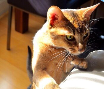 Animal animals cat