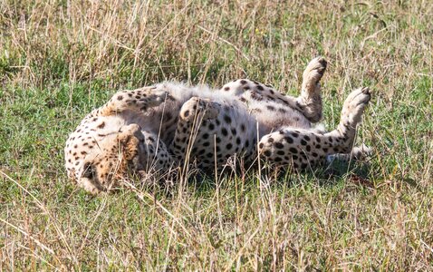 Animal bush cheetah photo