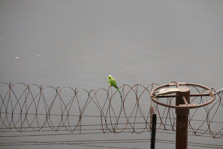 Parrot Sitting on Barbed Wire photo