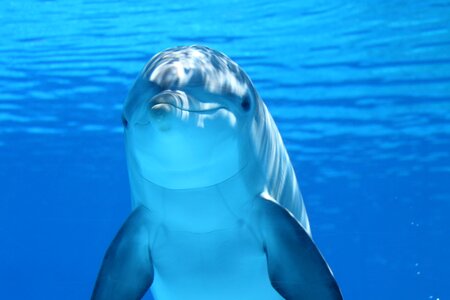 Sea mammal underwater photo