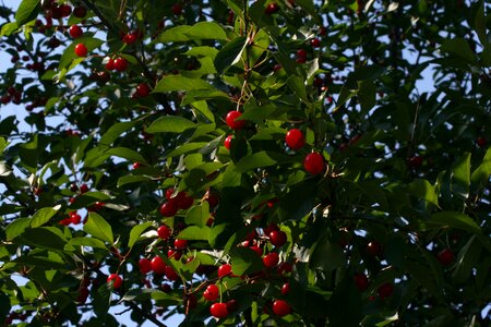 Ripe tree food
