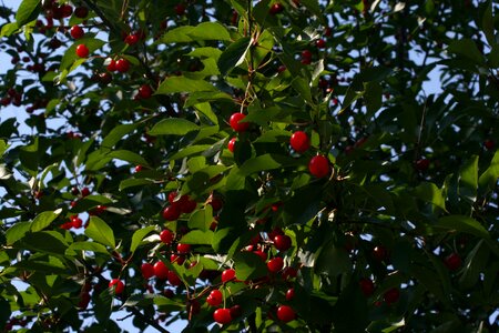 Ripe tree food photo