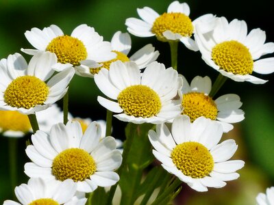 Blossom bloom plant
